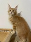 Hadly red boy/ reserved for Holly / sold