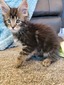 Lu2 brown tabby male/ reserved for Barabara/ (Sold)