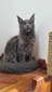 Magellan /blue boy/ available end of August/ reserved for Vicki /SOLD