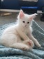 Lu3 white girl polydactyl/ reserved for Brett (Sold)