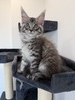Ben male/ available