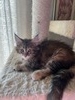 Brown marble tabby female/ reserved for Collene  