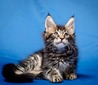 Julia brown tabby girl/ sold to Michael 