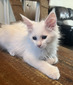 Q4 white male polydactyl; dark eyes/SOLD