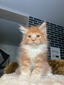 Odin boy/ reserved for Nikki Mary Caulfield (ready to go Feb 15th)
