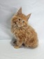 Magnus/ red boy/ reserved for Jennifer (ready to go Feb 15th)