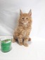 Mango/red boy/ reserved for Isabelle FL (ready to go Feb 15th)