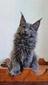 Uma blue female polydactyl /reserved for Tracy/ SOLD