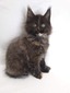 Moxxi /black smoke tortoise feamale2/ reserved for Lawrence Snider (ready to go Feb 15th)