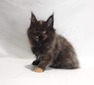 Mona/black smoke tortoise female/sold (ready to go Feb 15th)