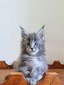 Yuvila silver tabby female/ SOLD