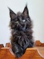 Yiel black male boy not neutered / reserved for Eric OH/SOLD
