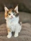 Lucy calico girl/ reserved for Kathryn /SOLD