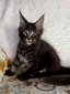 B2 boy black marble polydactyl/reserved for Jill/SOLD
