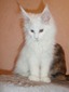 Lias /white boy/ reserved for Helen (ready to go Feb23rd)