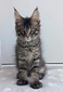 Niko /boy/ reserved for Lynda (ready to go Feb 15th)