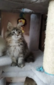 Milica /girl/ reserved for Tracy KS (ready to go Feb23rd)