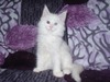 Luna /girl/white odd eyes/ reserved for Alexis (ready to go Feb23rd)