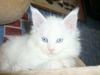 Lazuline /girl/white blue eyes/reserved for Anita and Dan