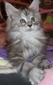 Racine/silver girl/ reserved for Mariana (ready to go Feb23rd)