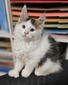 Figero polydactyl male/ reserved for Kashawna/SOLD