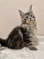 Helga brown tabby female /reserved