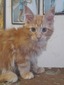 Maria /cream girl/ available (ready to go Feb 23rd)