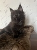 E-2 Black smoke female polydactyl 66/66/ reserved for Chad/SOLD
