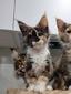 Pancake /female/ reserved for Christine (ready to go March 2nd)