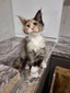 Poppy /turtle girl/ reserved for Claire (ready to go March 2nd)
