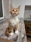 Patrokei Eiresown /red boy with white/ reserved for Tracy KS (ready to go March 2nd)