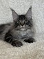 Jam Silver Tabby male for breeding/ reserved for Barbara /SOLD