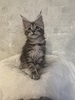 Angel Silver tabby female/ reserved for Jamie /SOLD
