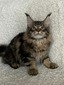 Den Brown Tabby Boy/ reserved for Sara and Denis/ SOLD
