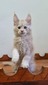 Bernard cream male/reserved for Aneta/ SOLD