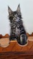 Boomer black silver male/ reserved for Kimberly /SOLD