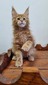 Billy red male/ reserved for Jennifer/ SOLD
