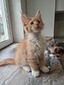 red boy with white/ available
