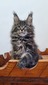 Bella brown tabby female/ reserved for Angelica /SOLD