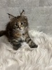 Mila female/ reserved for Sean /sold
