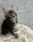 Lemmy Leo brown tabby polydactyl/ reserved for David OH/SOLD