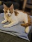 Leo male/ red tabby with white male/ available