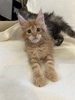 P2 red male/ available