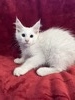 E1 white male/ available