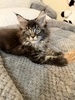 Hana female/ reserved for Ruth