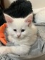 Yeti /white male polydactyl/ reserved for Mellissa