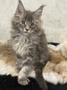 Mercury male/ available