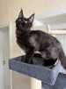 Yetti male/ available