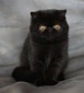 Morgana