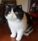 Morgana sir
